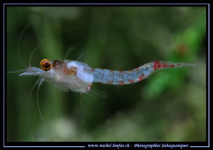 Little Freshwater Shrimp, around 1cm (Hemimysis anomala).... by Michel Lonfat 